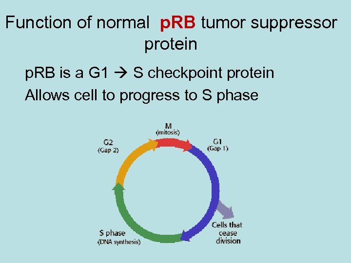 Function of normal p. RB tumor suppressor protein p. RB is a G 1