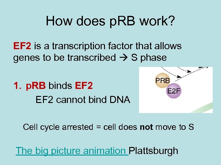 How does p. RB work? EF 2 is a transcription factor that allows genes