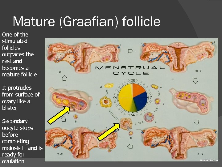 Mature (Graafian) follicle One of the stimulated follicles outpaces the rest and becomes a