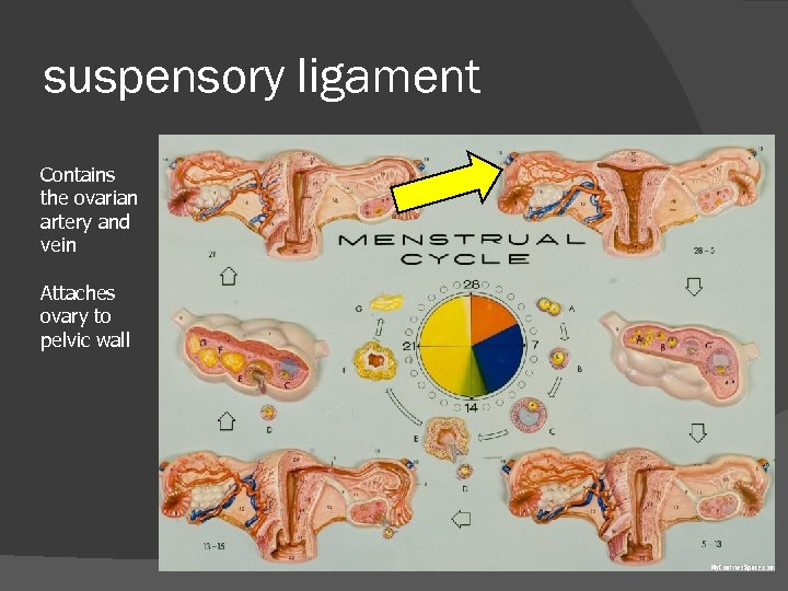 suspensory ligament Contains the ovarian artery and vein Attaches ovary to pelvic wall 