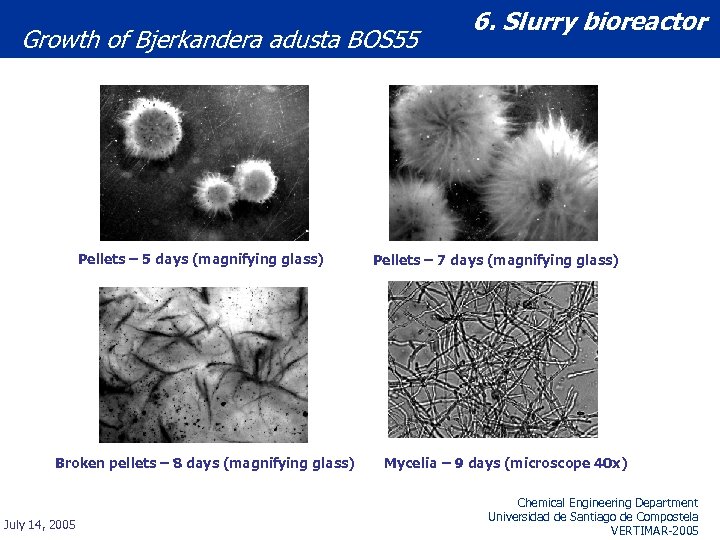 Growth of Bjerkandera adusta BOS 55 Pellets – 5 days (magnifying glass) Broken pellets