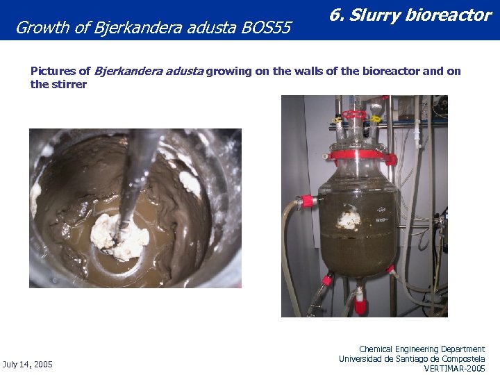 Growth of Bjerkandera adusta BOS 55 6. Slurry bioreactor Pictures of Bjerkandera adusta growing