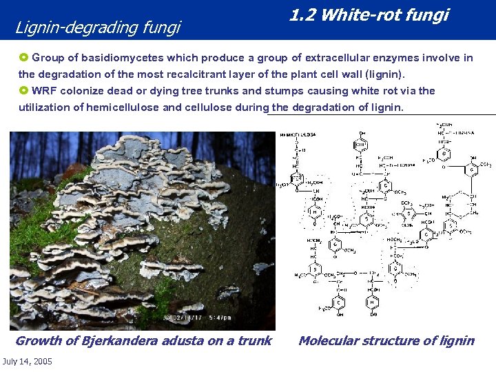 Lignin-degrading fungi 1. 2 White-rot fungi £ Group of basidiomycetes which produce a group