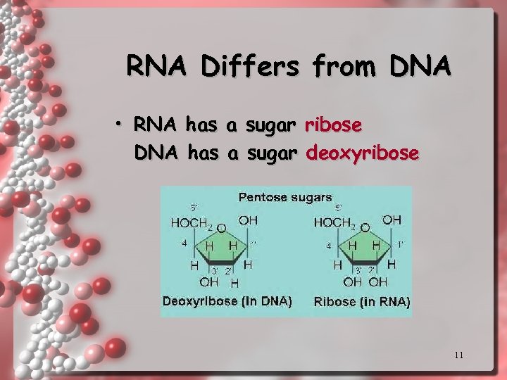 RNA Differs from DNA • RNA has a sugar ribose DNA has a sugar