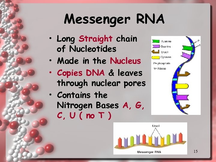 Messenger RNA • Long Straight chain of Nucleotides • Made in the Nucleus •