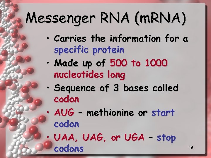 Messenger RNA (m. RNA) • Carries the information for a specific protein • Made