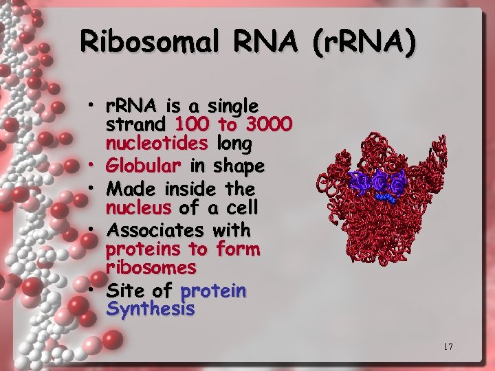 Ribosomal RNA (r. RNA) • r. RNA is a single strand 100 to 3000