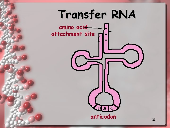 Transfer RNA amino acid attachment site U A C anticodon 23 
