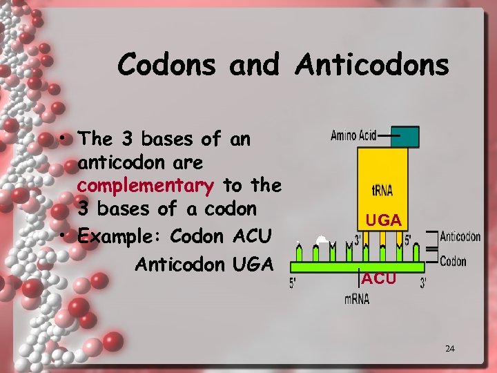 Codons and Anticodons • The 3 bases of an anticodon are complementary to the