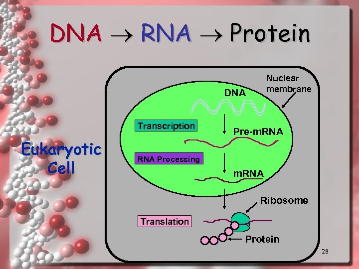 DNA RNA Protein Nuclear membrane DNA Transcription Eukaryotic Cell Pre-m. RNA Processing m. RNA