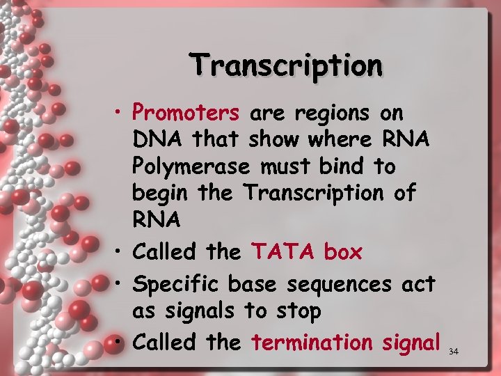 Transcription • Promoters are regions on DNA that show where RNA Polymerase must bind