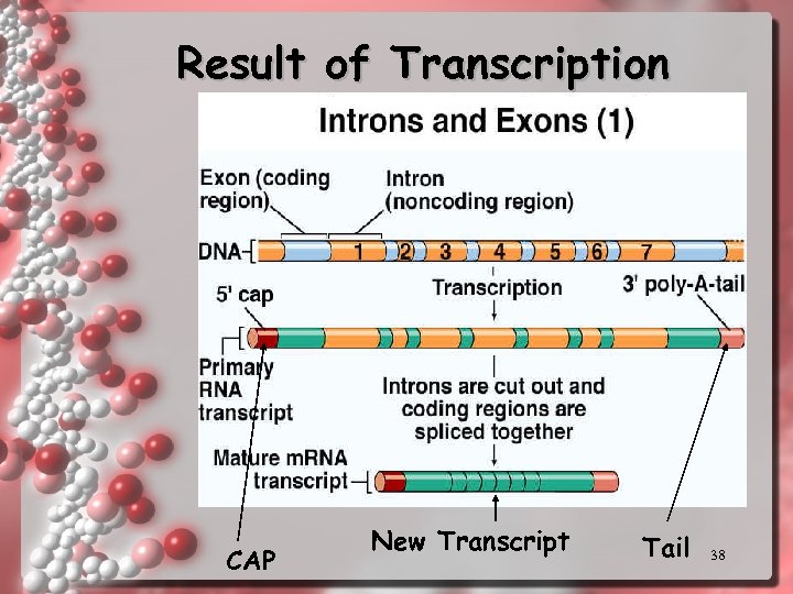 Result of Transcription CAP New Transcript Tail 38 