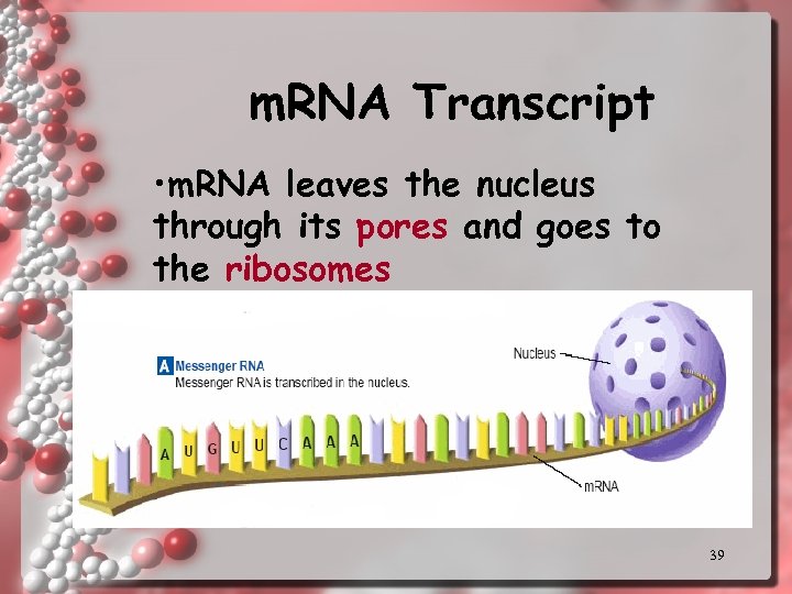m. RNA Transcript • m. RNA leaves the nucleus through its pores and goes