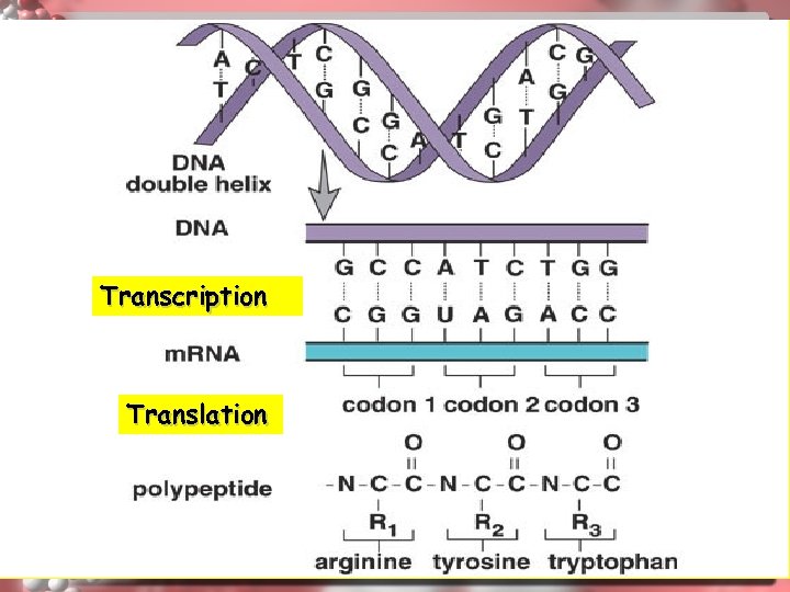 Transcription Translation 41 
