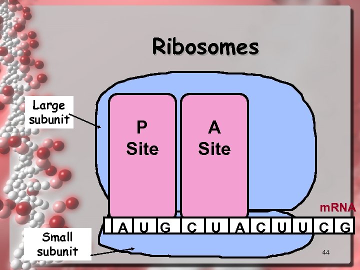 Ribosomes Large subunit P Site A Site m. RNA Small subunit A U G