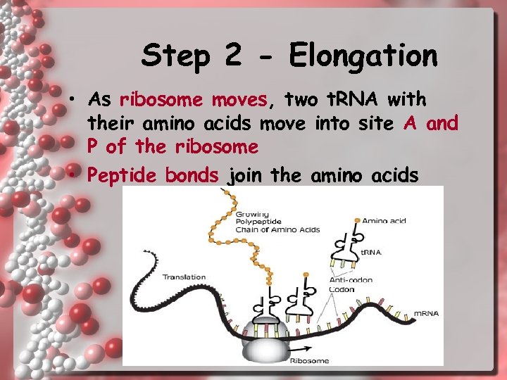 Step 2 - Elongation • As ribosome moves, two t. RNA with their amino