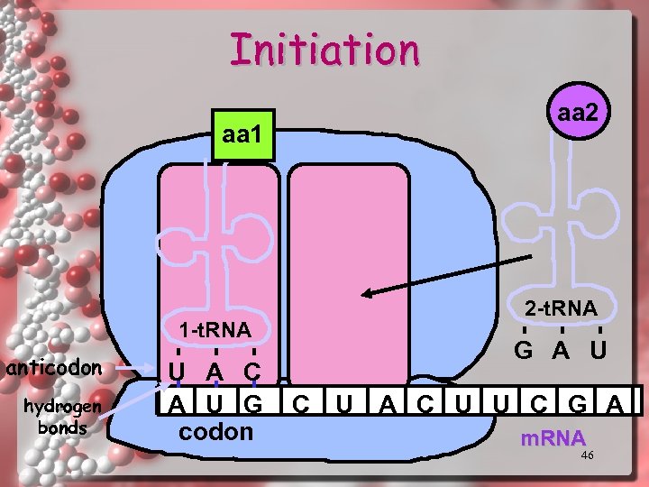 Initiation aa 1 1 -t. RNA anticodon hydrogen bonds U A C A U