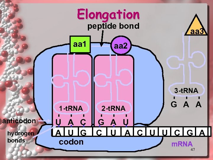 Elongation peptide bond aa 1 aa 3 aa 2 3 -t. RNA 1 -t.