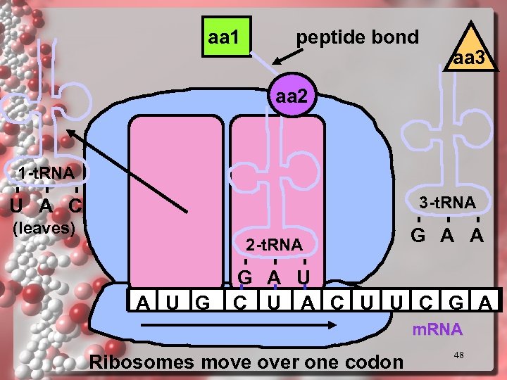 aa 1 peptide bond aa 3 aa 2 1 -t. RNA 3 -t. RNA