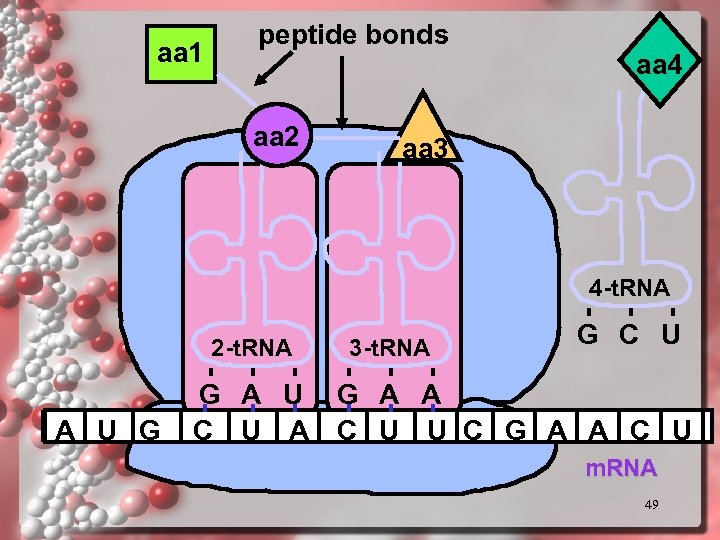 aa 1 peptide bonds aa 2 aa 4 aa 3 4 -t. RNA 2