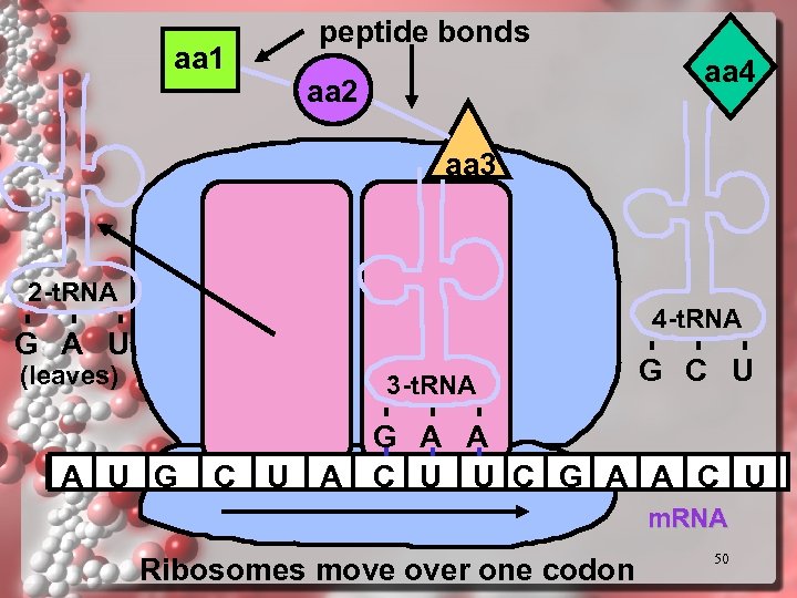 aa 1 peptide bonds aa 4 aa 2 aa 3 2 -t. RNA 4