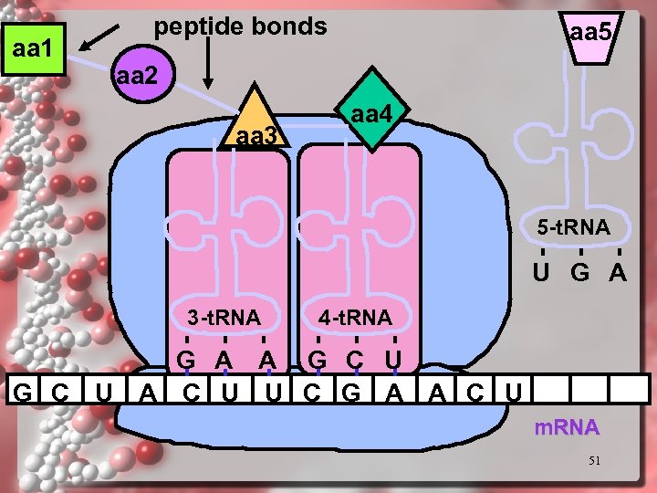 aa 1 peptide bonds aa 5 aa 2 aa 3 aa 4 5 -t.