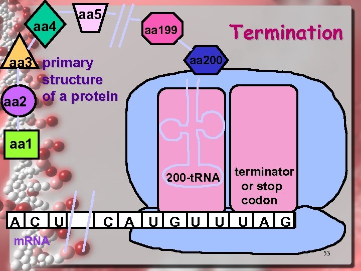 aa 4 aa 5 Termination aa 199 aa 3 primary structure aa 2 of