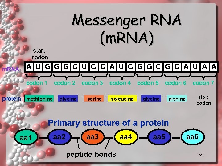 Messenger RNA (m. RNA) start codon m. RNA A U G G G C