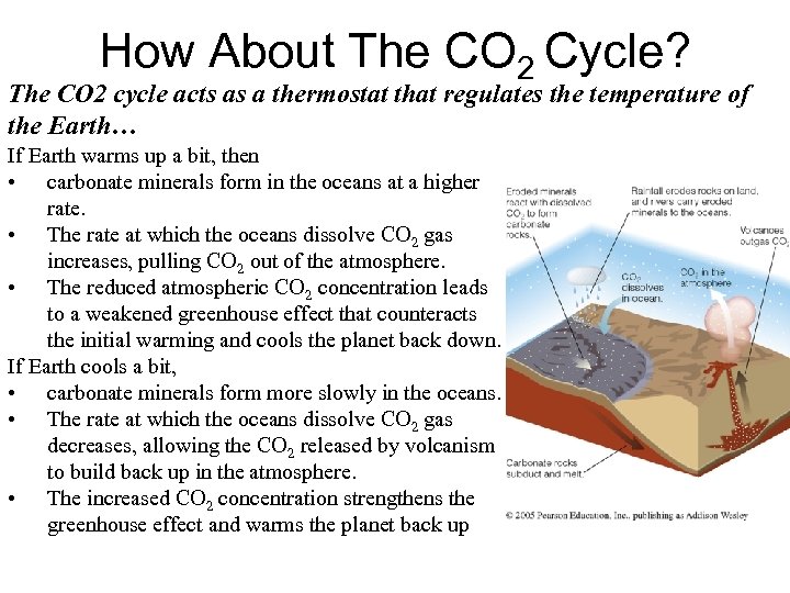 How About The CO 2 Cycle? The CO 2 cycle acts as a thermostat
