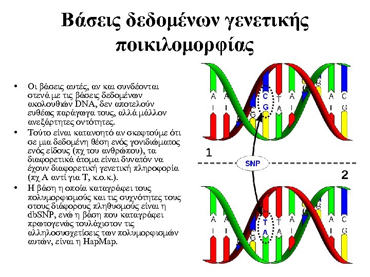 Βάσεις δεδομένων γενετικής ποικιλομορφίας • • • Οι βάσεις αυτές, αν και συνδέονται στενά