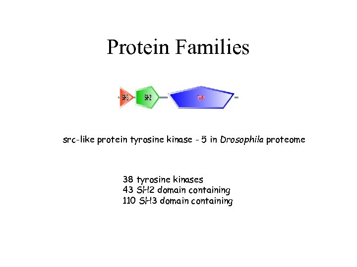 Protein Families src-like protein tyrosine kinase - 5 in Drosophila proteome 38 tyrosine kinases