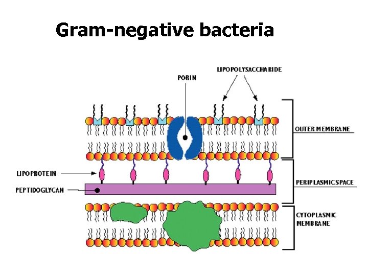 Пептидогликан бактерий. Клеточная стенка грамположительных и грамотрицательных бактерий. Пептидогликан клеточной стенки бактерий. Пептидогликан грамотрицательных бактерий схема. Грамположительные бактерии пептидогликан.