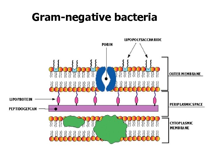 Липополисахарид. Пептидогликан грамотрицательных бактерий. Липополисахарид клеточной стенки. Пептидогликан клеточной стенки. Клеточная стенка грамположительных и грамотрицательных бактерий.