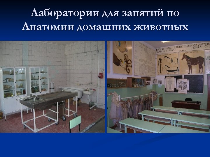 Лаборатории для занятий по Анатомии домашних животных 