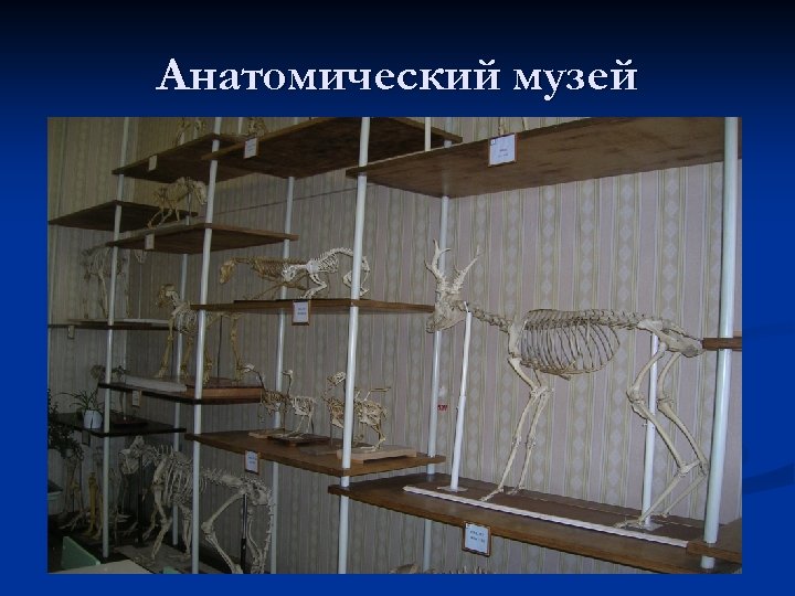 Анатомический музей 