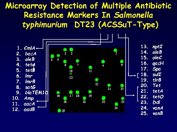 Microarray Detection of Multiple Antibiotic Resistance Markers In Salmonella typhimurium DT 23 (ACSSu. T-Type)