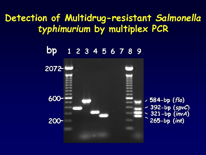 Detection of Multidrug-resistant Salmonella typhimurium by multiplex PCR bp 1 2 3 4 5