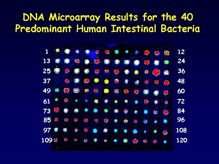 DNA Microarray Results for the 40 Predominant Human Intestinal Bacteria 1 12 13 24