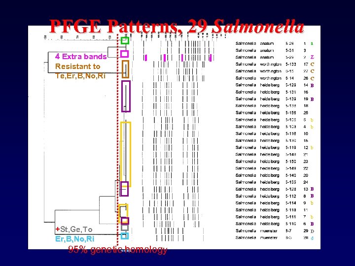 PFGE Patterns, 29 Salmonella a 4 Extra bands Resistant to Te, Er, B, No,