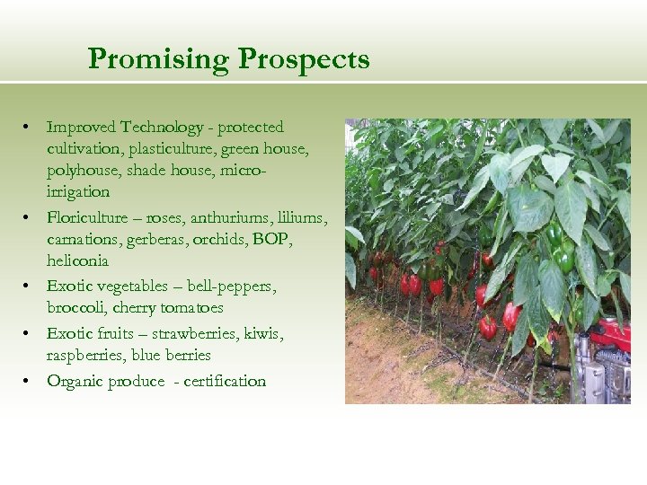 Promising Prospects • Improved Technology - protected cultivation, plasticulture, green house, polyhouse, shade house,