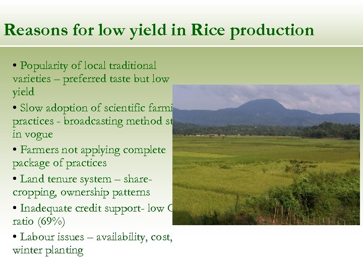 Reasons for low yield in Rice production • Popularity of local traditional varieties –
