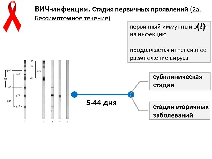 ВИЧ-инфекция. Стадия первичных проявлений (2 а. Бессимптомное течение) первичный иммунный ответ (!) на инфекцию