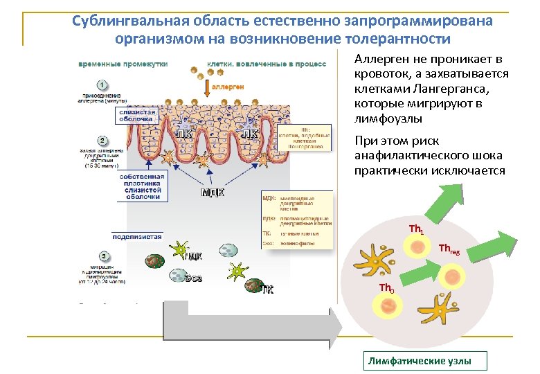 Сублингвальная область естественно запрограммирована организмом на возникновение толерантности Аллерген не проникает в кровоток, а