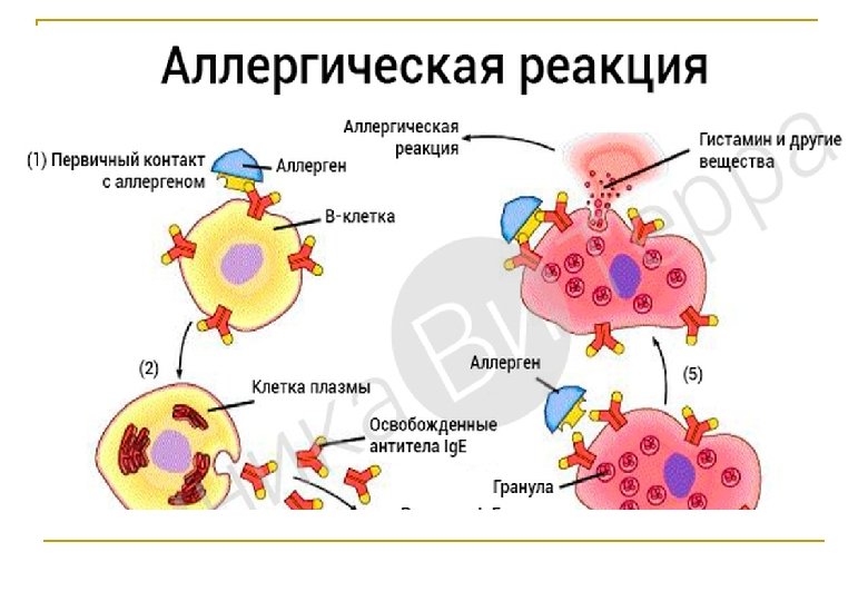  вызывающие повышение сосудистой проницаемости и отек ткани, сокращение гладкой мускулатуры, гиперсекрецию слизистых желез,