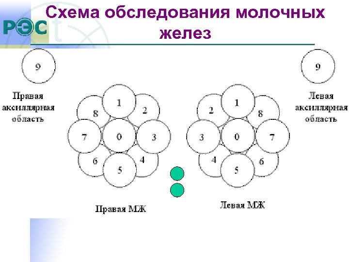 Схема обследования молочных желез 
