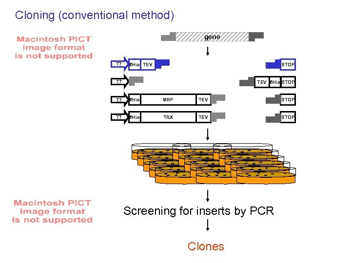 Cloning (conventional method) gene T 7 6 His TEV STOP T 7 TEV 6