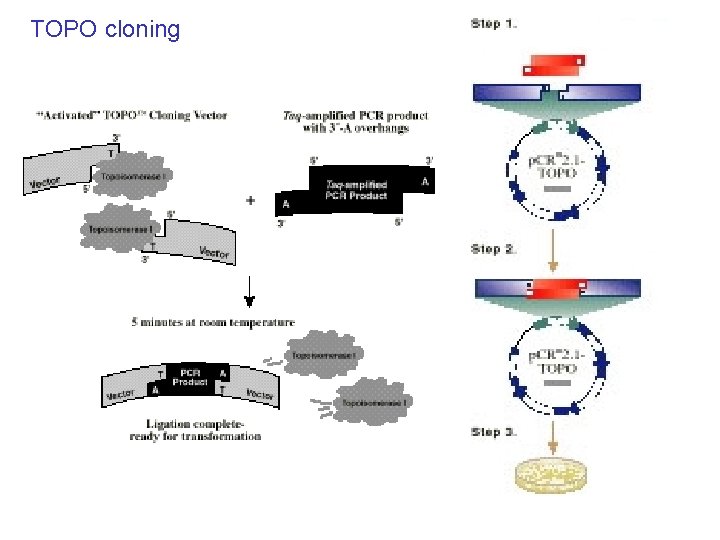 TOPO cloning 