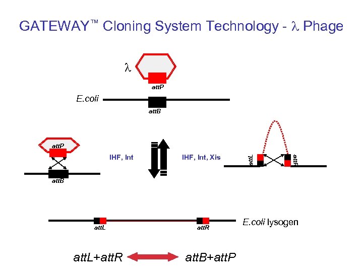 GATEWAY™ Cloning System Technology - l Phage l att. P E. coli att. B