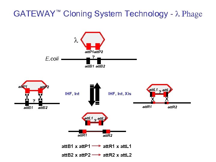 GATEWAY™ Cloning System Technology - l Phage l att. P 1 att. P 2