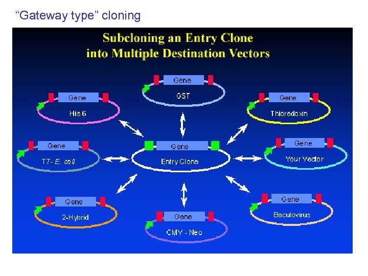 “Gateway type” cloning 